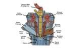 Diesel Engines Basic Pictures