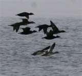 Pictures of Detroit Diesel Engine Hunting